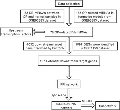 Identification of a Potential MiRNA–mRNA Regulatory Network for Osteoporosis by Using Bioinformatics Methods: A Retrospective Study Based on the Gene Expression Omnibus Database